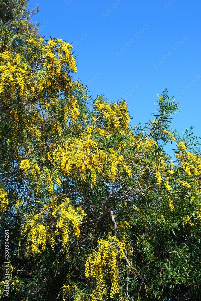 Mimosa in full bloom against a blue sky, Spain. Mimosa in full bloom against a blue sky, Spain.