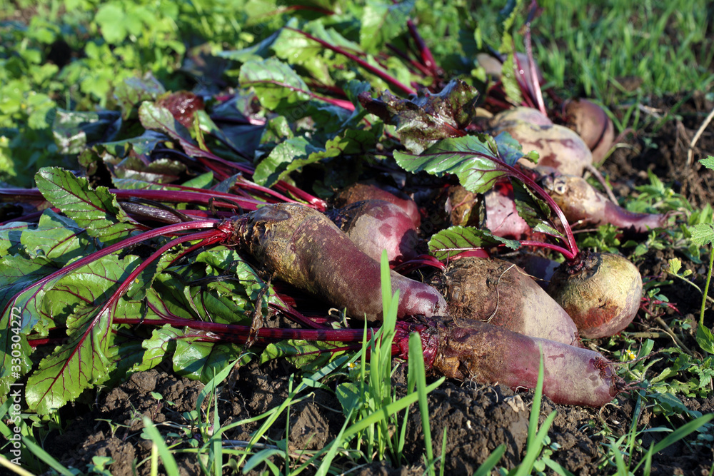 Obraz premium Beets harvest on field background