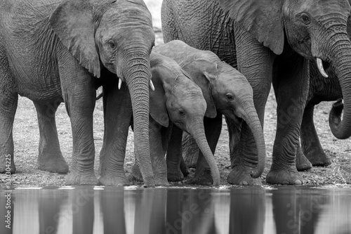 Fotografia A black and white photograph of a herd of small elephants drinking at a waterhole in the Madikwe Game Reserve, South Africa