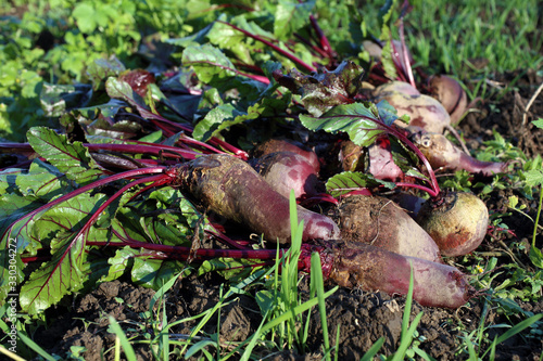 Beets harvest on field background