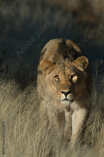 Lioness in Grass in Namibia Africa