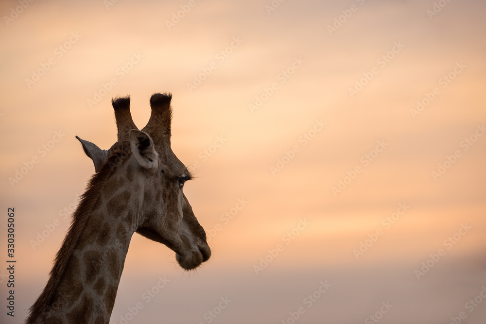 Φωτογραφία A beautiful photograph of a giraffe looking into the distance, against a dramatic sky at sunset, taken in the Madikwe Game Reserve, South Africa