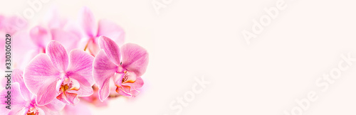 Fotografia Beautiful floral background