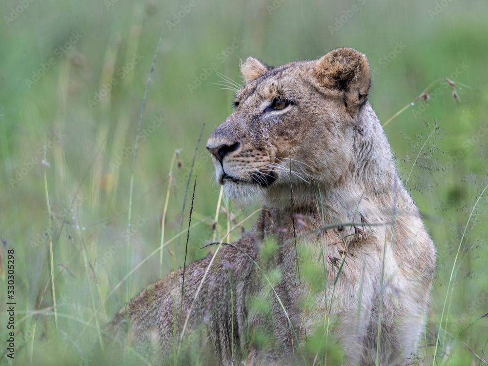 There were three lion siblings in the rainy Nairobi National Park, close to the road. This individual was the least sleepy. There were three lion siblings in the rainy Nairobi National Park, close to the road. This individual was the least sleepy.