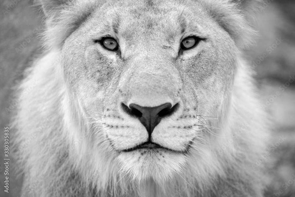 A detailed black and white close up of a young male lion looking directly into the camera at the Madikwe Game Reserve, South Africa.