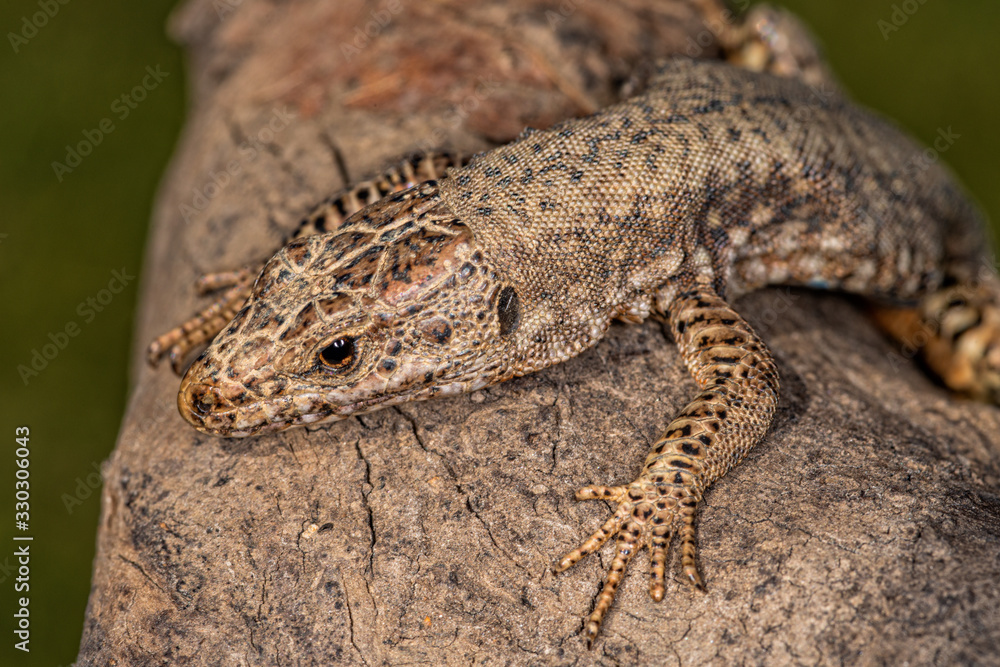 Naklejka premium Jaszczurka na gałęzi drzewa
