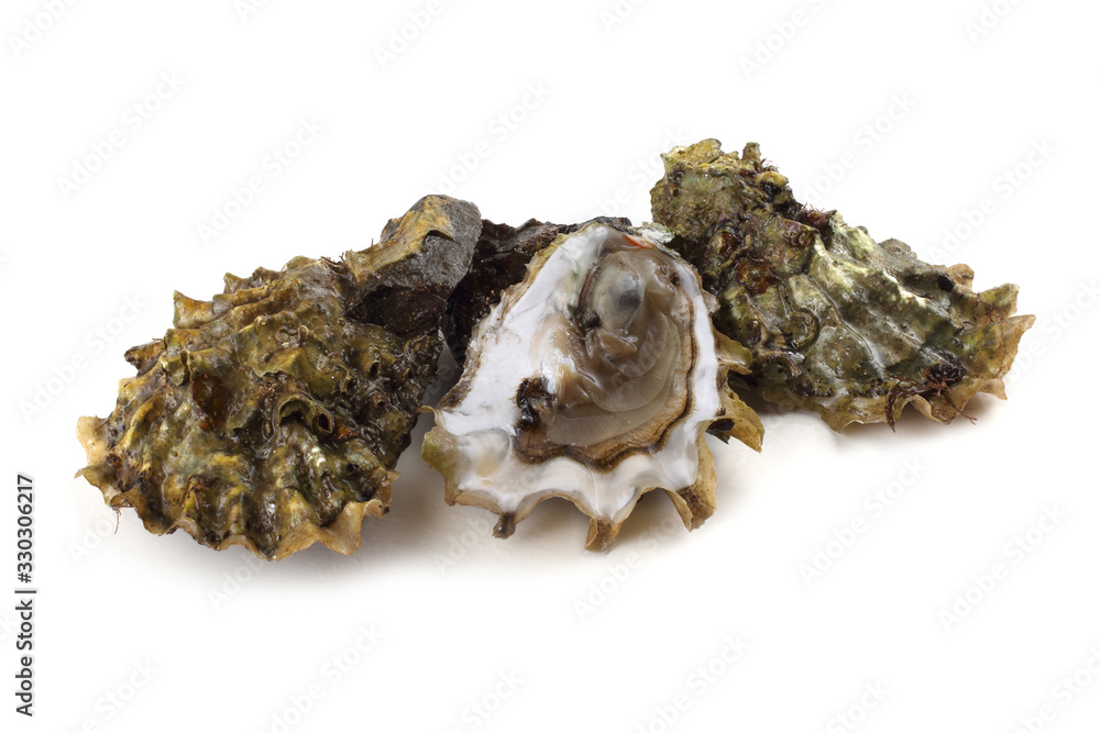 Oysters isolated on white Oysters isolated on white