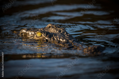 A close up portrait taken at sunrise of a large crocodile's head, with just the eyes and snout peeking above the water's surface on the Chobe River Botswana.