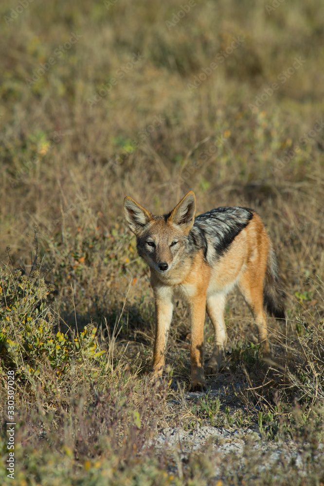 Black Backed Jackal in Etosha National Park Namibia Black Backed Jackal in Etosha National Park Namibia