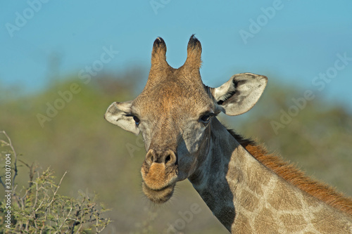 Giraffe Portrait in Etosha National Park Namibia photo