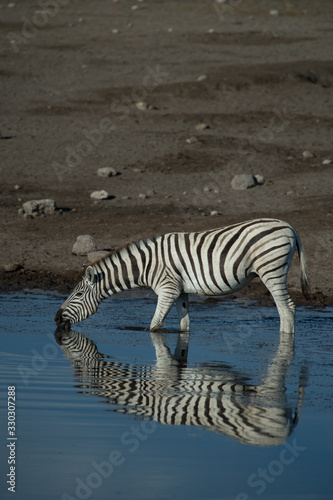 Zebras Drinking Water From in Watering Hole in namibia