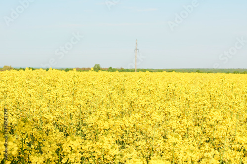Colorful field of blooming raps. Rapeseed field with with blue sky. Yellow flowering rape plant. Source of nectar for honey. Raw material for animal feed, rapeseed oil and bio fuel