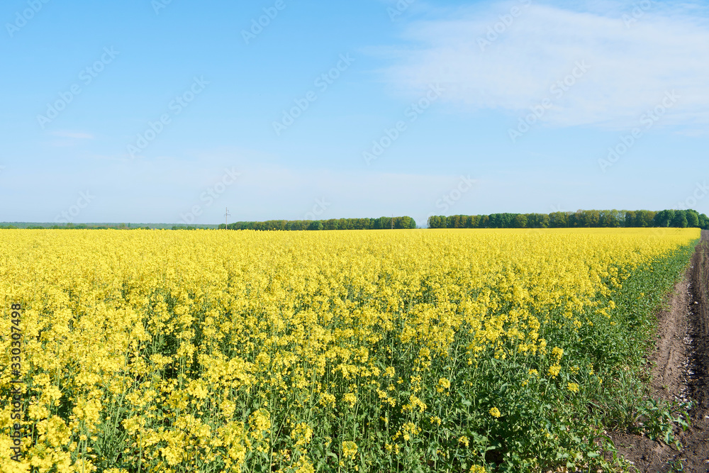 Colorful field of blooming raps. Rapeseed field with with blue sky. Yellow flowering rape plant. Source of nectar for honey. Raw material for animal feed, rapeseed oil and bio fuel