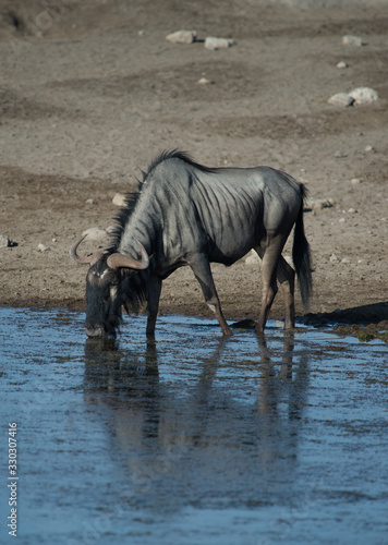 Blue Wildebeest DRinking at Watering Hole in Etosha National Park Namibia