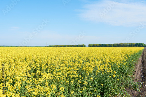 Colorful field of blooming raps. Rapeseed field with with blue sky. Yellow flowering rape plant. Source of nectar for honey. Raw material for animal feed, rapeseed oil and bio fuel © Владислав Легір