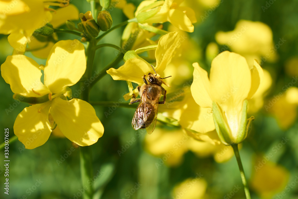 Colorful field of blooming raps. Rapeseed field with with blue sky. Yellow flowering rape plant. Source of nectar for honey. Raw material for animal feed, rapeseed oil and bio fuel Colorful field of blooming raps. Rapeseed field with with blue sky. Yellow flowering rape plant. Source of nectar for honey. Raw material for animal feed, rapeseed oil and bio fuel