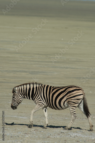 Zebra Walking in Pasture in Etosha national Park Namibia