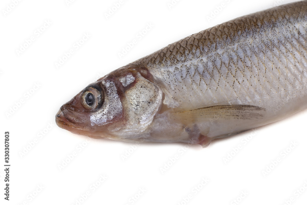Smelt fish isolated on white. Pacific smelt variety Smelt fish isolated on white. Pacific smelt variety