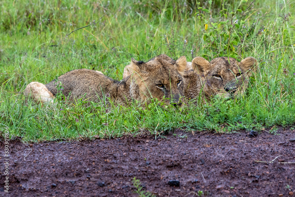 Naklejka premium Tweo young lion brothers on a road side in the very rainy Nairobi National Park, Kenya