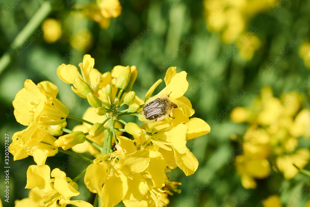 Colorful field of blooming raps. Rapeseed field with with blue sky. Yellow flowering rape plant. Source of nectar for honey. Raw material for animal feed, rapeseed oil and bio fuel Colorful field of blooming raps. Rapeseed field with with blue sky. Yellow flowering rape plant. Source of nectar for honey. Raw material for animal feed, rapeseed oil and bio fuel