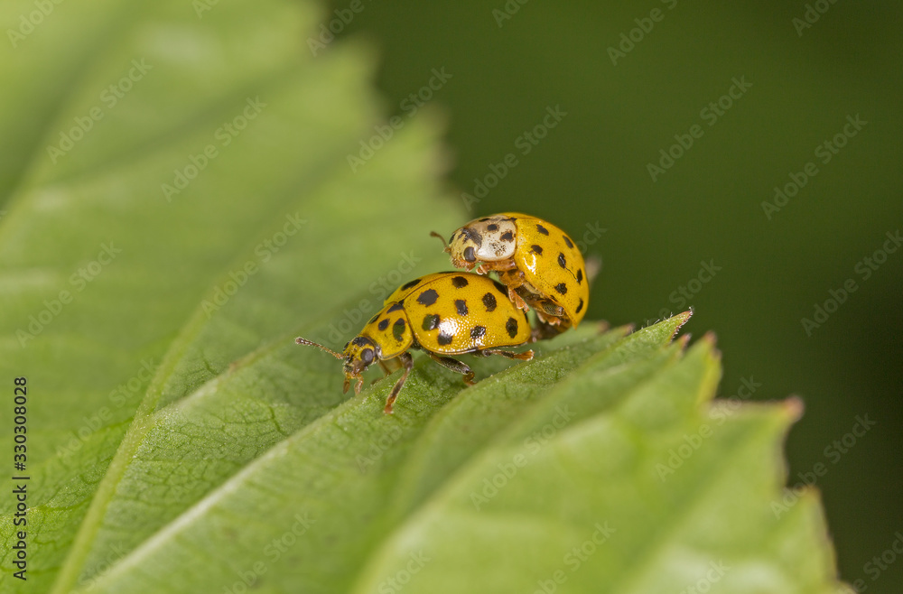 Psyllobora vigintiduopunctata the 22-spot ladybird, (earlier known as Thea vigintiduopunctata L.) is a 3–5 mm long ladybird commonly found in Europe Psyllobora vigintiduopunctata the 22-spot ladybird, (earlier known as Thea vigintiduopunctata L.) is a 3–5 mm long ladybird commonly found in Europe
