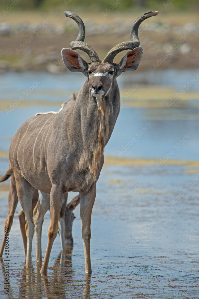 Male Kudu in Etosha National Park Namibia Male Kudu in Etosha National Park Namibia