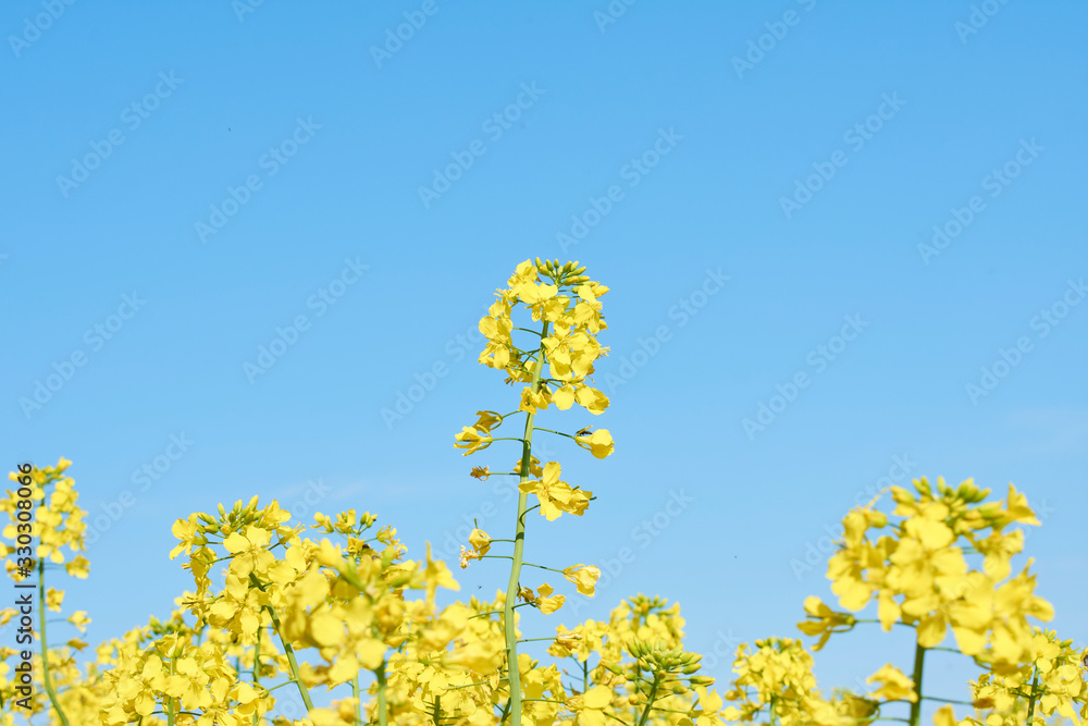 Colorful field of blooming raps. Rapeseed field with with blue sky. Yellow flowering rape plant. Source of nectar for honey. Raw material for animal feed, rapeseed oil and bio fuel Colorful field of blooming raps. Rapeseed field with with blue sky. Yellow flowering rape plant. Source of nectar for honey. Raw material for animal feed, rapeseed oil and bio fuel