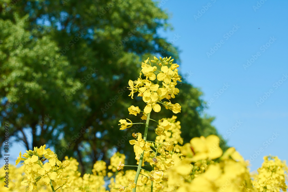 Colorful field of blooming raps. Rapeseed field with with blue sky. Yellow flowering rape plant. Source of nectar for honey. Raw material for animal feed, rapeseed oil and bio fuel Colorful field of blooming raps. Rapeseed field with with blue sky. Yellow flowering rape plant. Source of nectar for honey. Raw material for animal feed, rapeseed oil and bio fuel