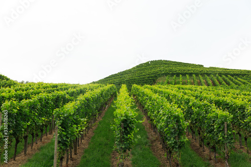 A green vineyard