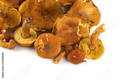 Boletus ferrugineus (Xerocomus spadiceus) mushroom. Delicacy photo