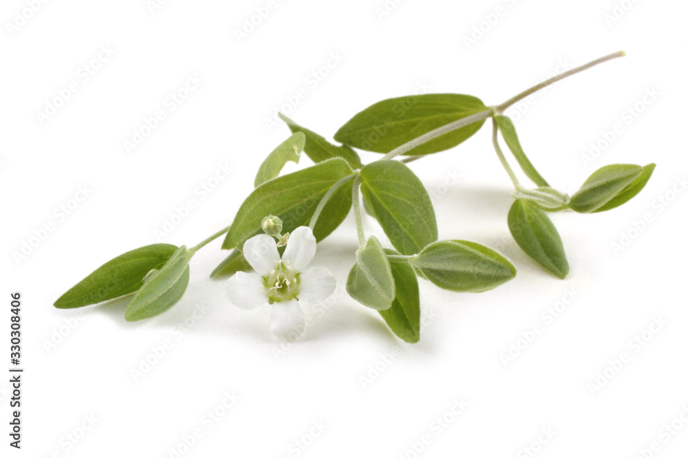 Obraz premium Bluntleaf sandwort plamt.Moehringia lateriflora
