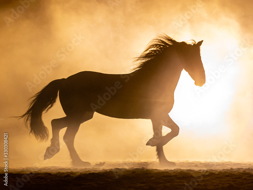 Silhouette of a trotting Frisian horse with waving manes in a orange smokey atmosphere, against the light with smoke and a bright lamp