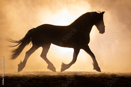 Silhouette of a trotting Frisian horse in a orange smokey atmosphere  against the light with smoke and a bright lamp