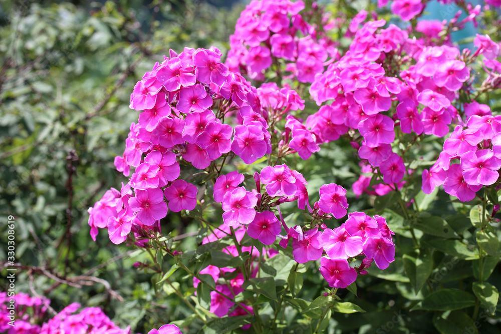 Pink phlox blossom in garden Pink phlox blossom in garden