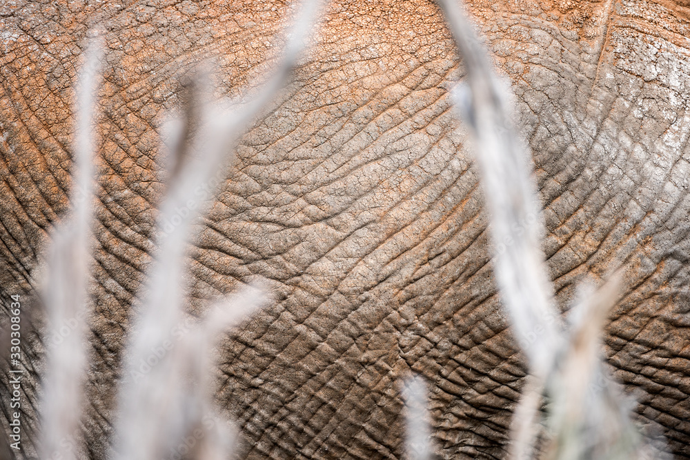 Φωτογραφία An abstract close up of the hide of a dusty elephant, standing behind a few dead branches, taken in the Madikwe Game Reserve, South Africa
