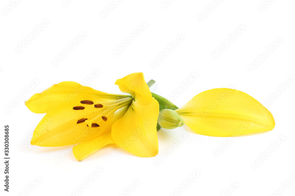 Old broken yellow lily flower Old broken yellow lily flower