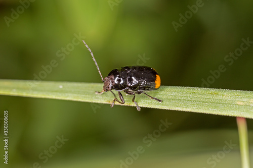 Cryptocephalus biguttatus is a species of cylindrical leaf beetles belonging to the family Chrysomelidae. Leaf beetle Cryptocephalus biguttatus on a plant.