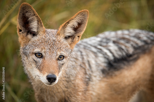 A close up portrait of a black-backed jackal walking through green grass and looking towards the camera, taken in the Madikwe Game Reserve, South Africa. photo
