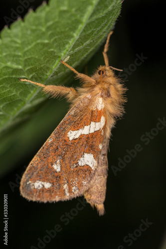 Gold Swift, Phymatopus hecta on leaf.The Gold Swift, Phymatopus hecta, Hepialidae. photo