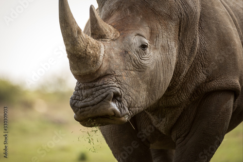 A close up portrait of a white rhino grazing and looking straight at the camera, with grass falling out of its mouth, taken at the Madikwe game Reserve in South Africa. photo
