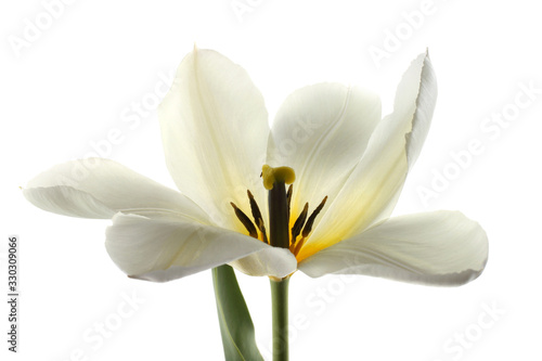 White narcissus flower isolated on white