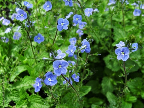 blue flowers in the garden