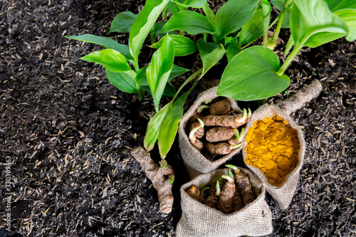 Small turmeric seedlings and roots, turmeric powder in jute sacks on a wooden background - turmeric
