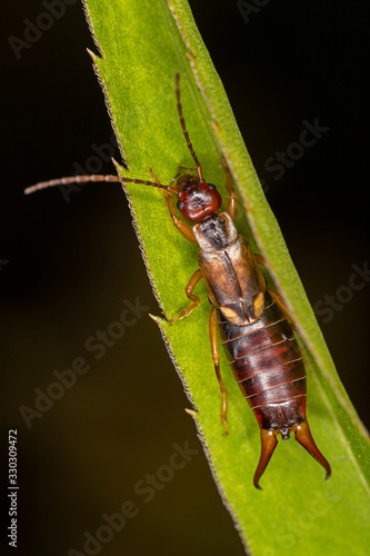 Billede på lærred Close-up of European earwig over a leaf