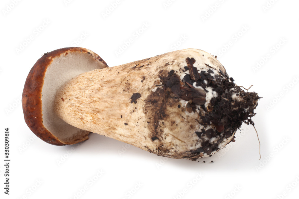 King bolete (cep, porcini, penny bun, Boletus edulis) King bolete (cep, porcini, penny bun, Boletus edulis)