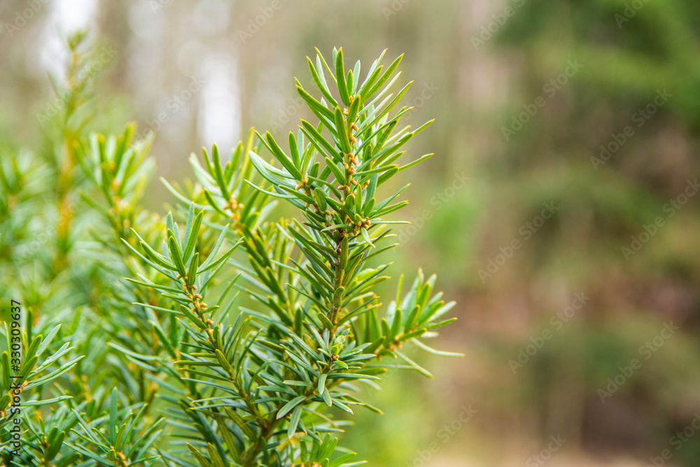 Green branch of common yew (Taxus baccata), Finland Green branch of common yew (Taxus baccata), Finland