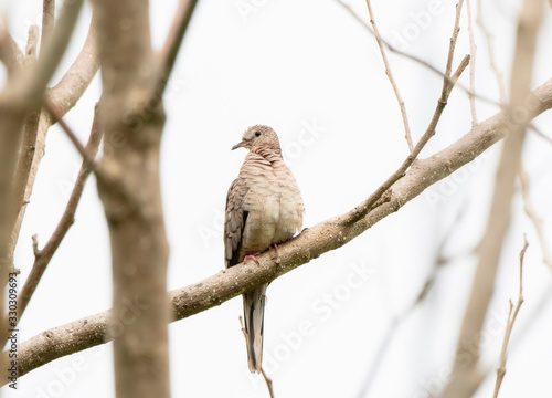 Inca dove (Columbina inca) Perched on a Branch in a Tree in Jalisco, Mexico