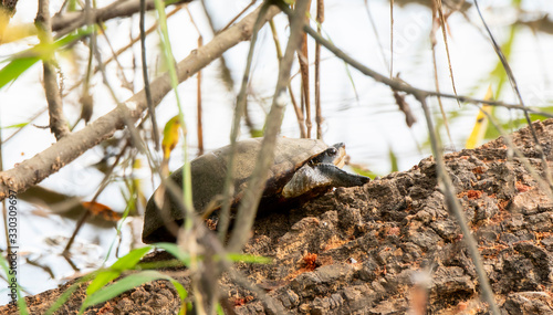Jalisco Mud Turtle (Kinosternon chimalhuaca) Rests on the Edge of a Pond in Jalisco, Mexico