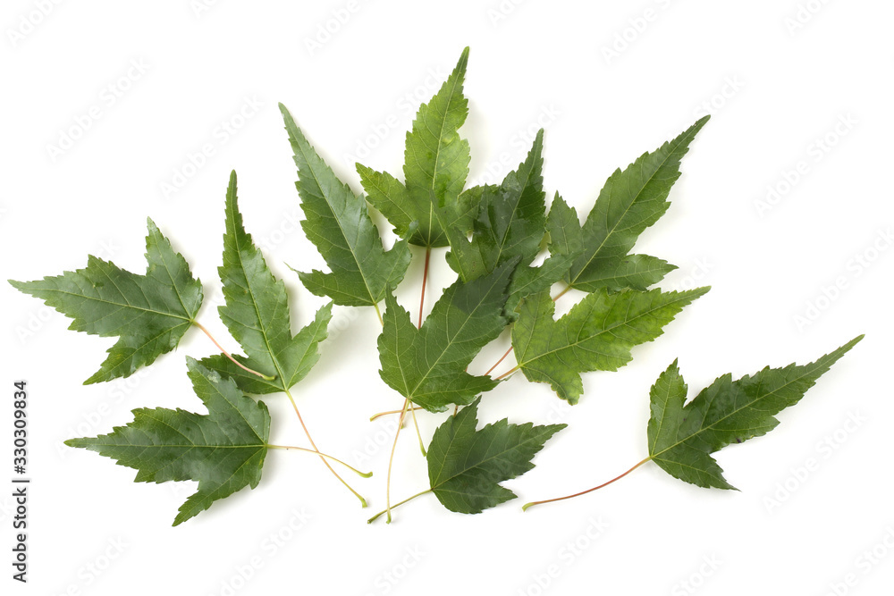 Fotografie Amur maple (acer ginnala) leaves