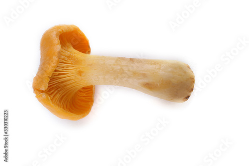 Golden chanterelle (Cantharellus cibarius) mushroom